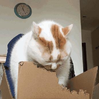 猫咪经常呕吐是什么原因及治疗,猫咪呕吐棕黄色的东西是怎么回事