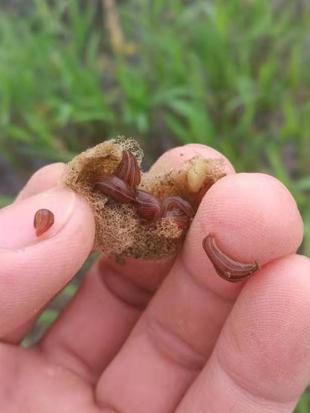 蚂蟥养殖创业,蚂蟥的养殖利润和成本