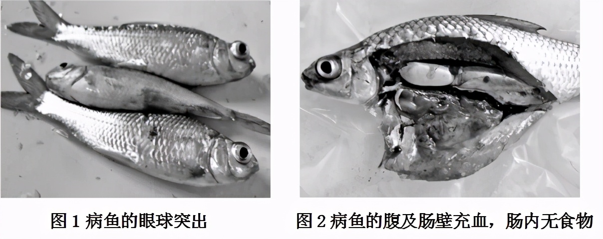 鱼类细菌性败血症怎么办,鱼病探讨