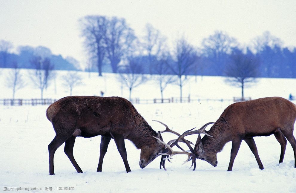 古人为啥将温和善良的鹿的角，作为中华民族龙图腾的龙角？