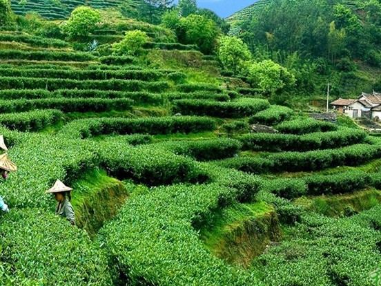 关于铁观音茶的传说,乾隆茶故事