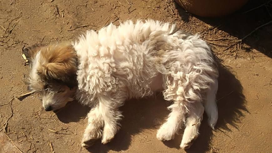 流浪狗救助站的狗最终结局,流浪狗救助站最后流浪狗去哪里了