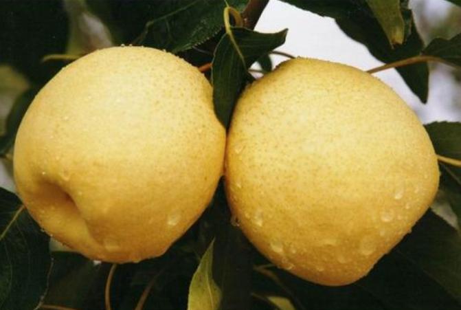 孕妈为什么不能吃桂圆呢,桂圆孕妈妈为什么不能吃