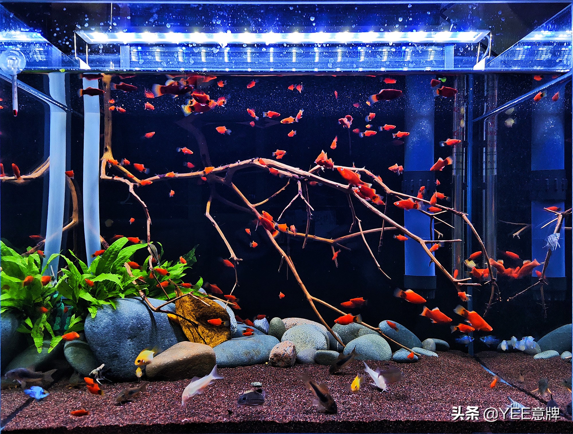 热带鱼硝化盐中毒,观赏鱼硝化细菌放多了有危害么