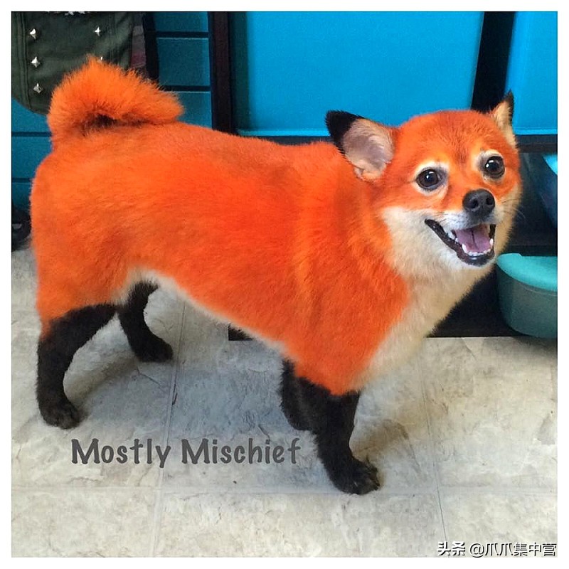 在马路上画只老虎把狗子吓坏了,狗画成老虎的模样吓跑了豹子