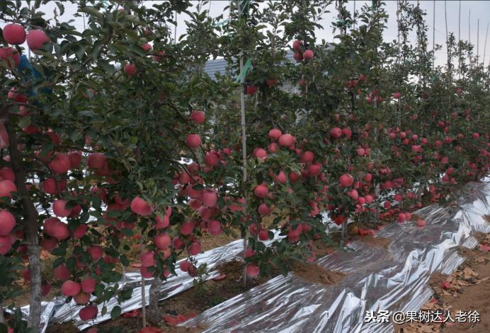 果树整形修剪技术,苹果树整形修剪基础知识