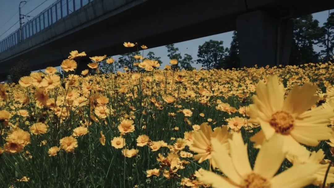 有一种幸福，叫在仙林上大学