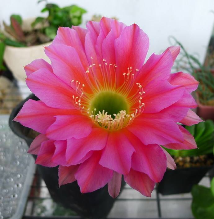 101仙人球,101个仙人球品种