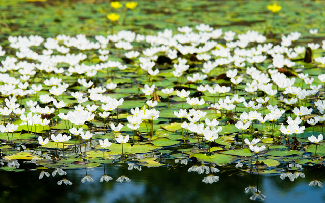 情人节里说爱情,情人节说相思的句子