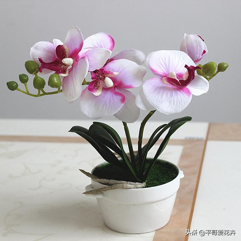 蝴蝶兰最好的烂根补救方法,蝴蝶兰全部烂根最佳补救方法