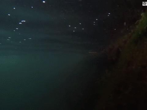 “最毒僵尸鱼”,外媒曝挪威三文鱼养殖乱象,看完胃不好了