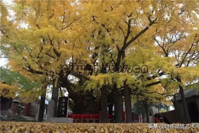 中国十大千年古寺古刹之首,中国十大千年古尸容貌复原成功