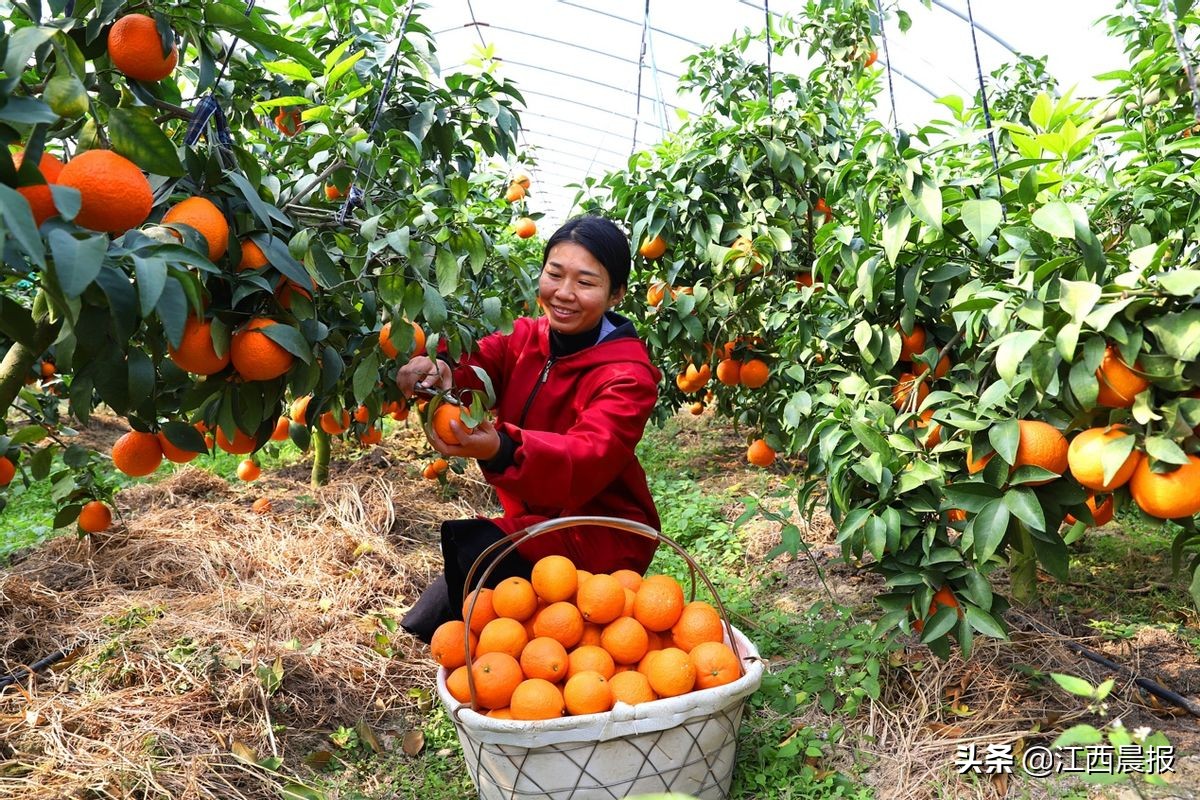 江西农村金融插上互联网翅膀：3年近100万涉农用户获网商银行数字*款贷**