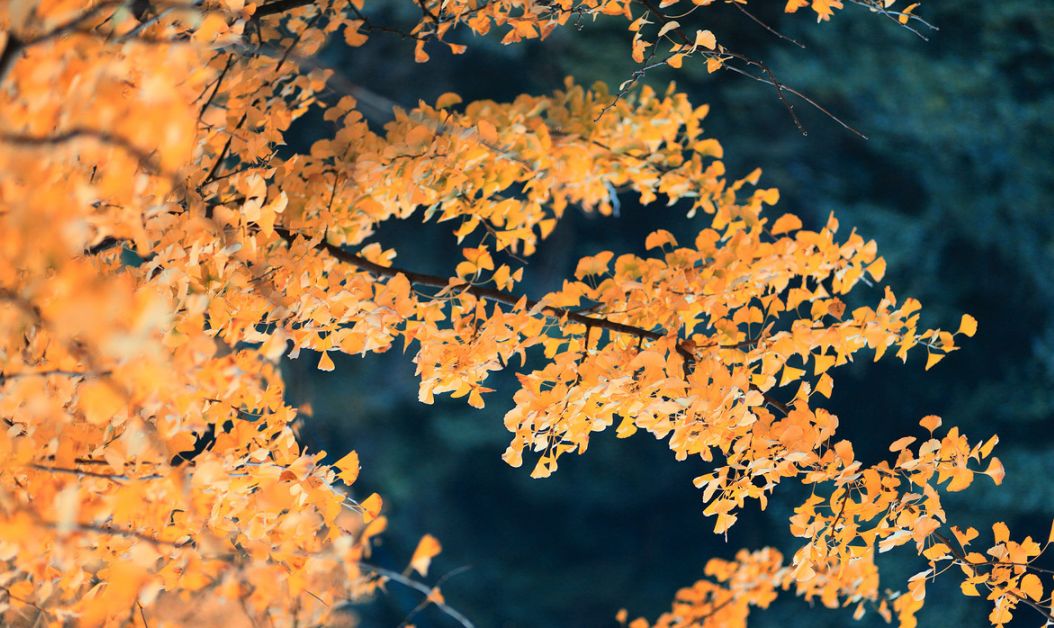 现代诗歌的美学意义,诗歌的美学效果