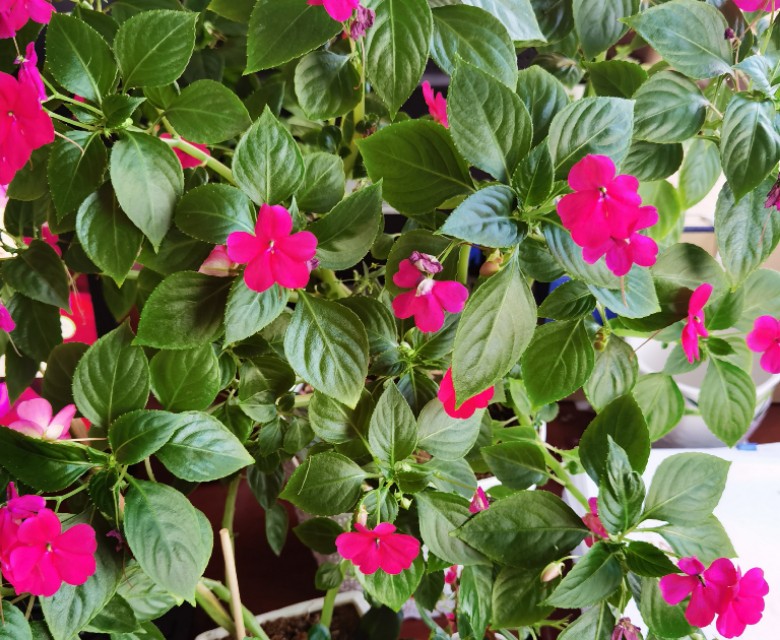 玻璃翠花怎么养才能开花多,玻璃翠开花发现黄叶子还掉