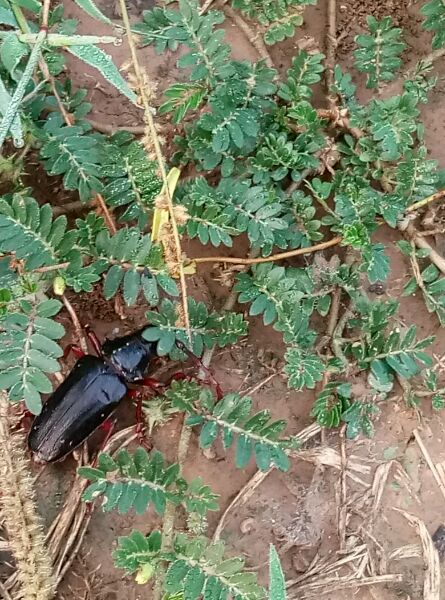 小时候有没有捡到的奇特东西,童年遇到很奇怪的事情