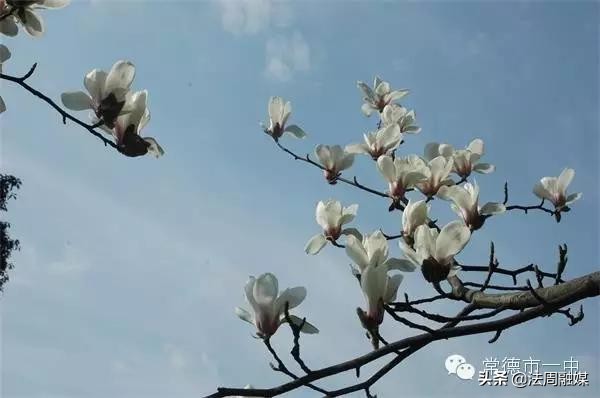 2002年常德市一中事件,常德新闻热点大事件