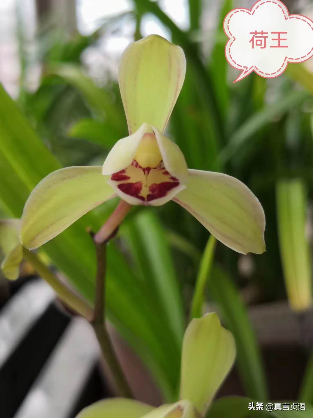 杨国文原创丨夏兰馨香漫