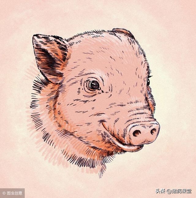 猪用头孢喹肟和头孢噻呋的区别,头孢噻呋仔猪用量