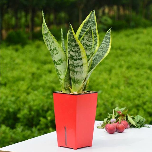 虎皮兰叶片发软还能恢复吗,虎皮兰叶片冻了根能成活吗