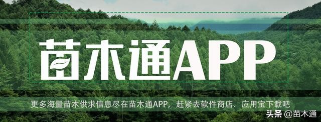 园林绿化苗木栽植为什么不易存活,苗木存活十大绝招