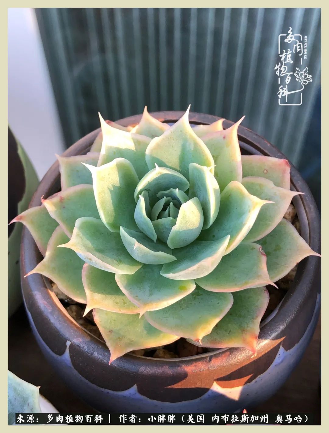 多肉小白入坑攻略,多肉小白2个月成功入坑