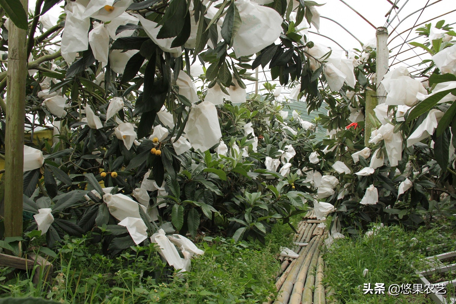 野生枇杷为什么不甜,大棚枇杷裂果什么原因