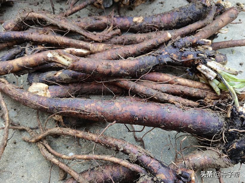 揭秘俄菜假种子,原繁殖种根,市面上假种子是菊苣、鲁梅克斯代替