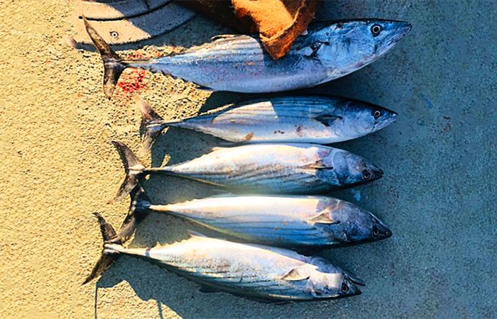 瀹冭绉颁负瓒呯骇椋熺墿,瀹冭瑾変负澶╀笅缇庨