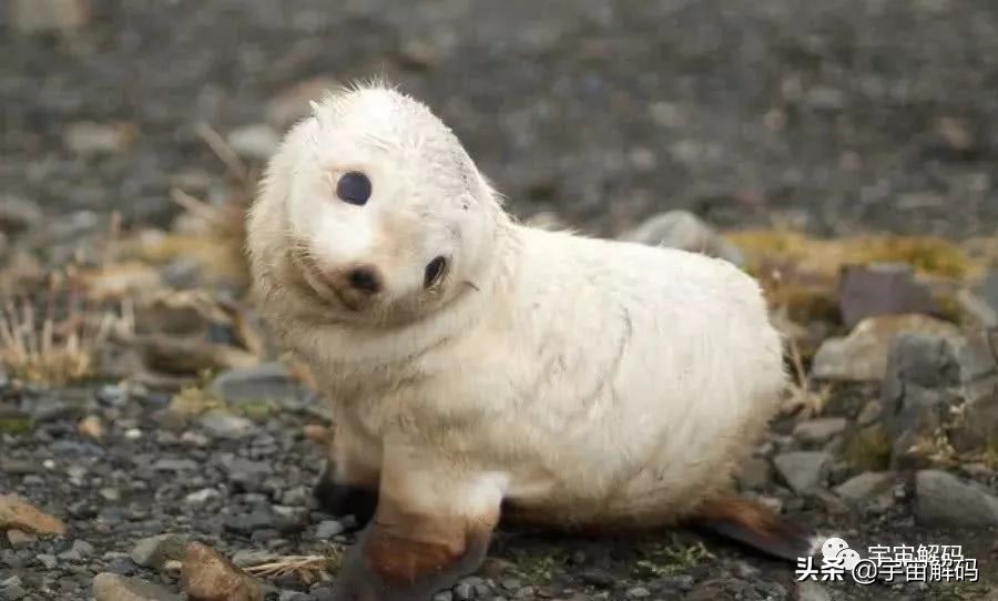 20张动物照片,宝宝萌照动物图片