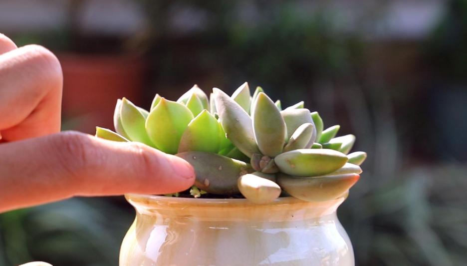 梅雨季，多肉盆栽爱徒长穿裙子、褪色，该怎么办？