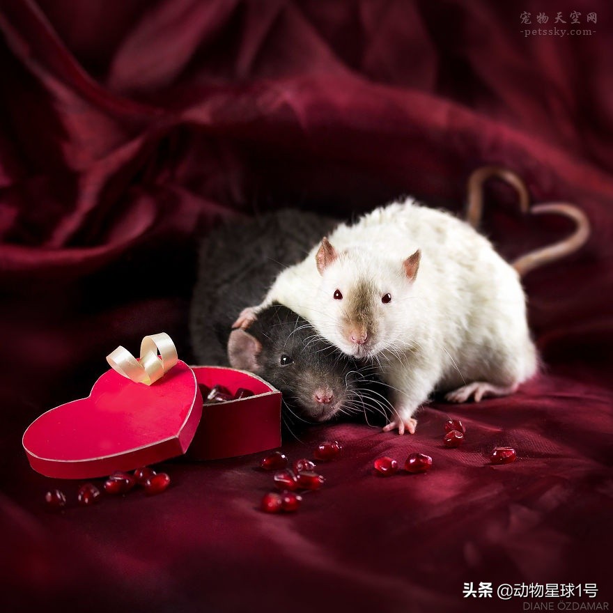 小老鼠也能成为宠物,小老鼠可以养吗