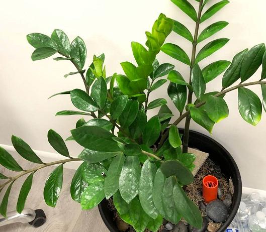 养金钱树做好5点,植株不停窜新芽,金钱叶一串串,油绿又繁茂