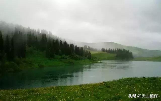 伊犁可克达拉草原,伊犁草原之旅