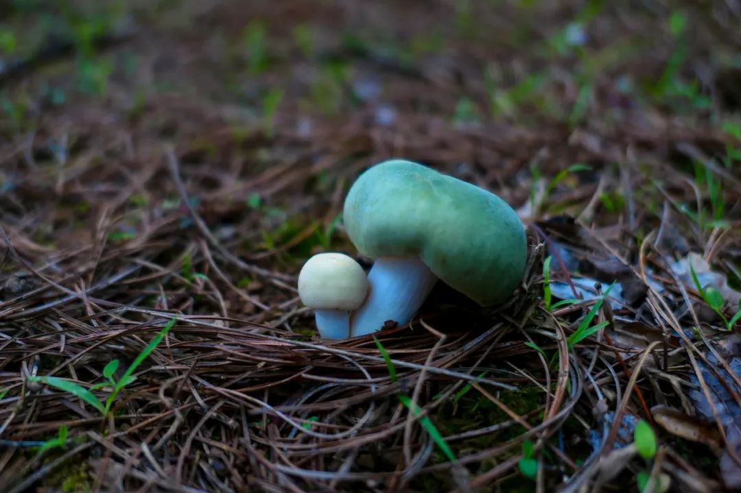 最新十大野生菌,野生菌陆续上市质优价稳