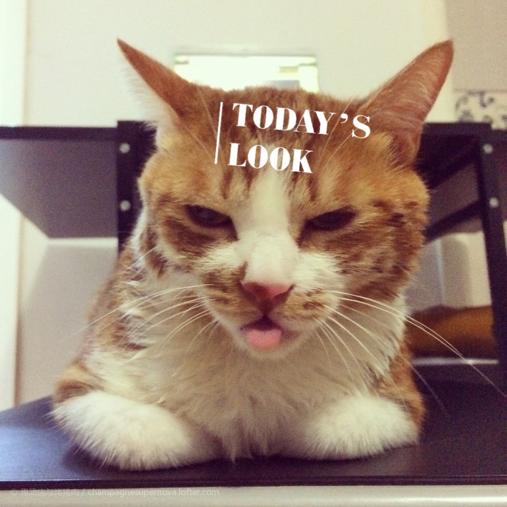 猫咪呕吐不仅是消化疾病引起，你想知道的预防措施都在这