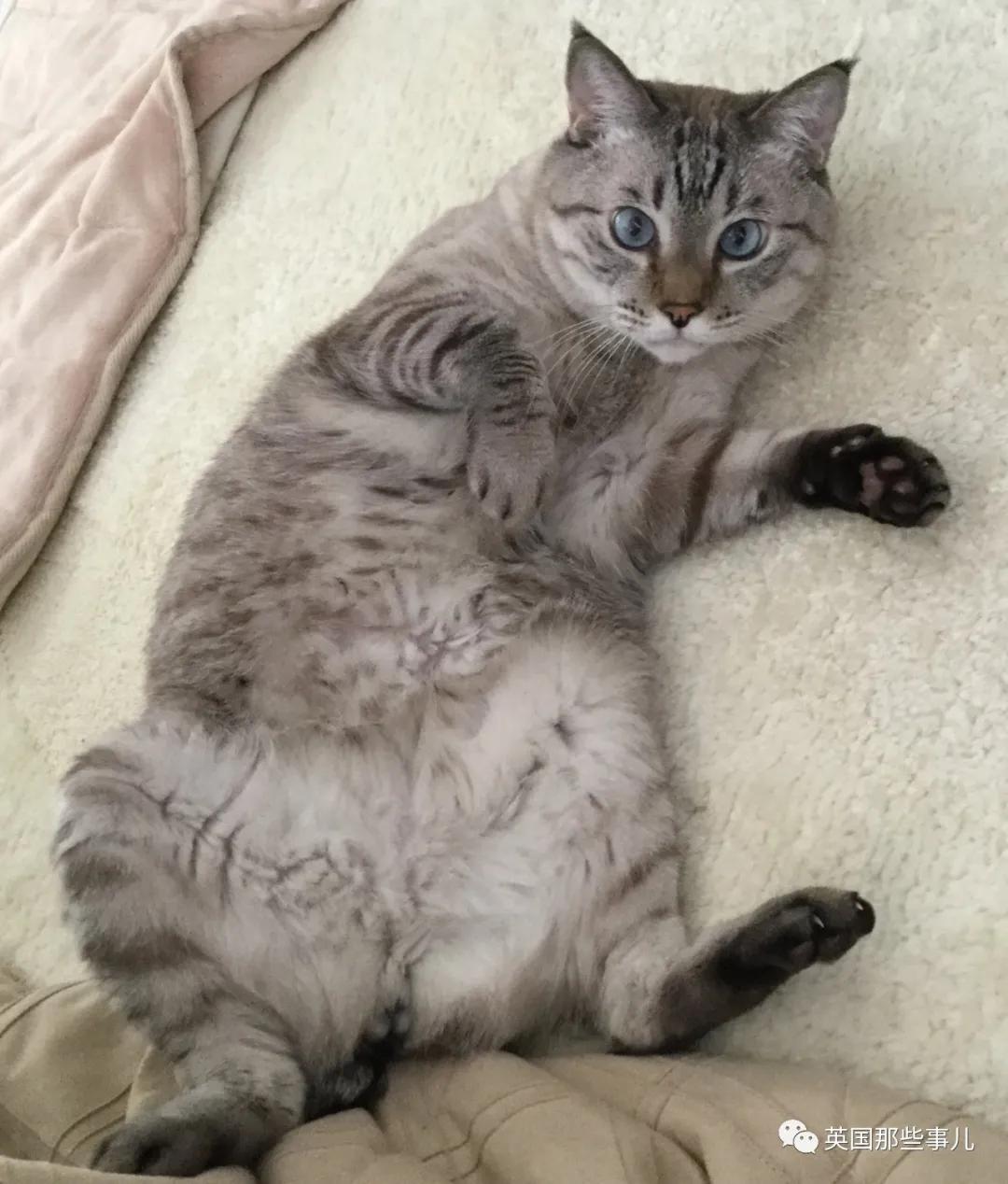 养暹罗等于养好几种猫,重庆暹罗猫变黑了还能白回来吗