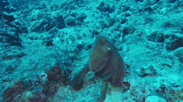 章鱼篇|青研社侦探带你揭秘：为什么章鱼比人类还聪明