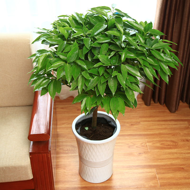 人养花一时养人一生,人养花同时花也养人