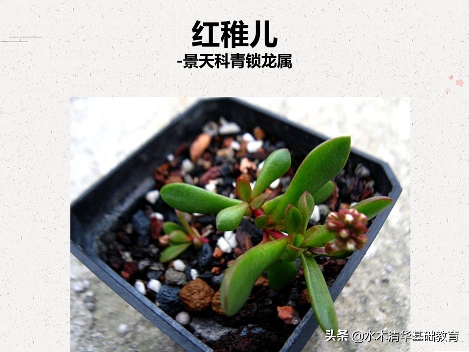 梦幻女王多肉植物百科图谱,原产地多肉植物图谱pdf