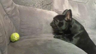 小狗老是跳起来双腿推主人,小狗跳起来咬大狗脚