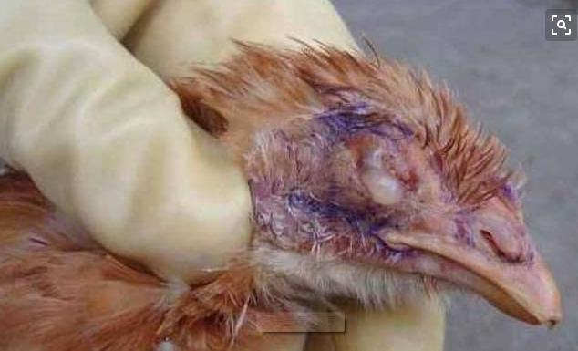 男人肿头肿脸怎么回事,羊肿头肿脸用什么药