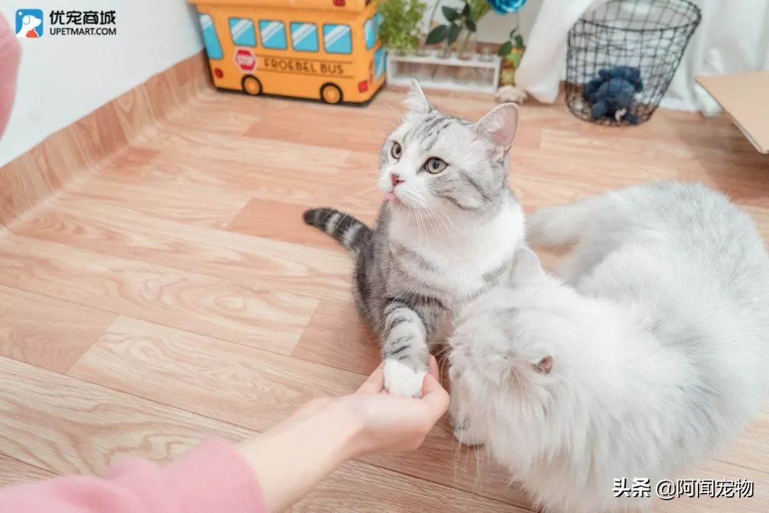 上班族怎么让猫白天活动夜晚休息,上班后怎么缓解猫的孤独