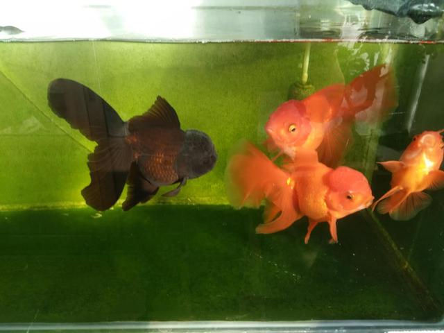 兰寿金鱼一年四季的饲养,金鱼繁殖季节和饲养方法