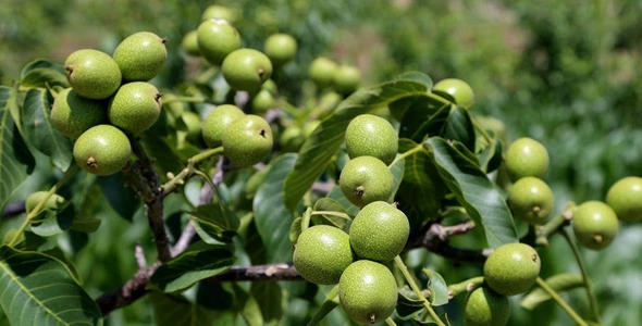 什么季节吃鲜核桃好吃些,鲜核桃尝鲜季