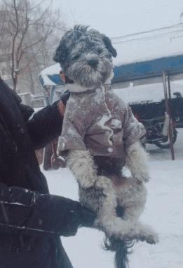 路边流浪狗得了细小怎么救它,路边遇到狗怎么防咬