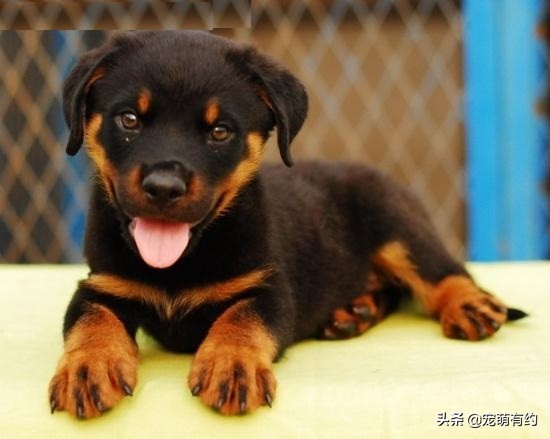 罗威纳成年犬怎样听话,罗威纳犬温顺听话