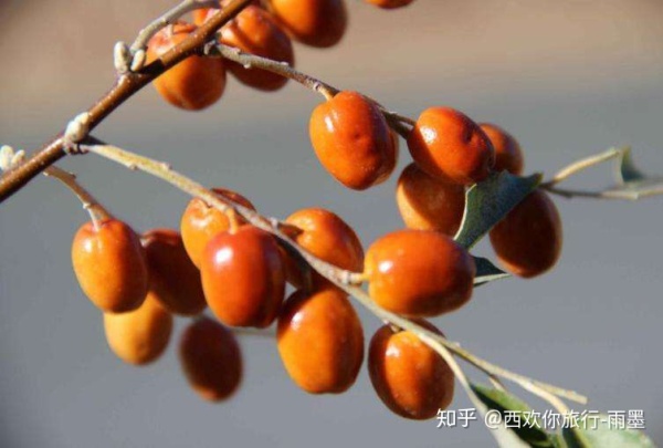 *疆新**瓜果攻略最好的季节配最美味的水果