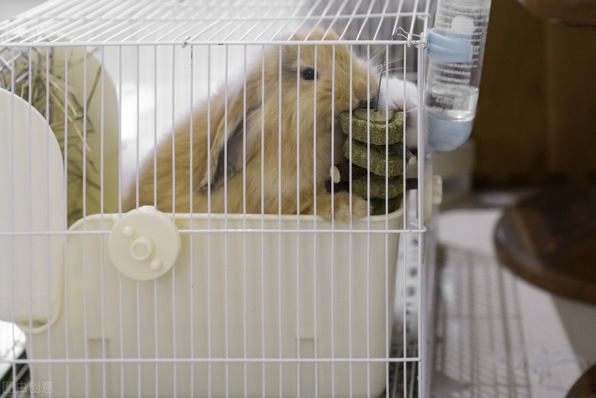 兔子球虫药在哪里买,兔子球虫药买什么牌子