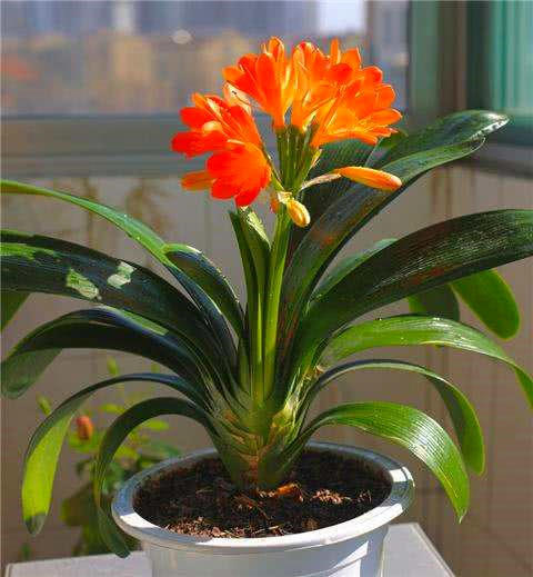 君子兰出箭了但又蔫坏了怎么办,君子兰刚打花苞怎么养护